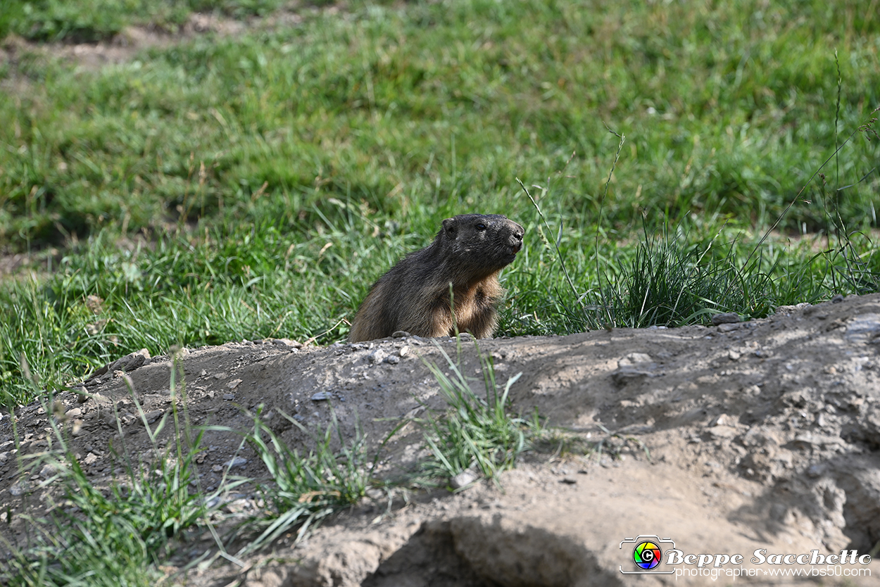 VBS_1 -  Plateau du Mont-Cenise, Grand Croix, Marmotte_-_0089 mt.jpg
